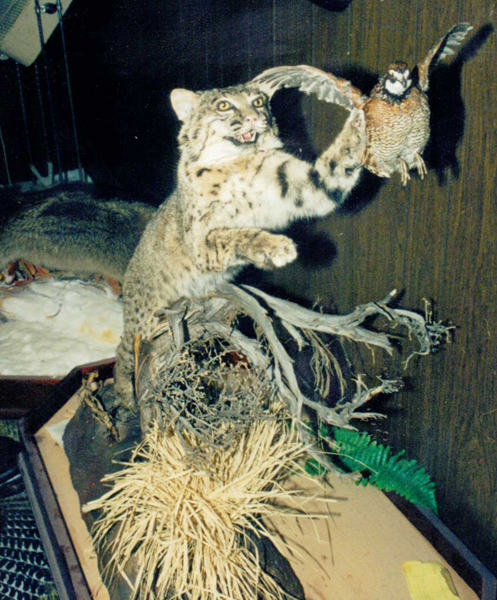 taxidermy bobcat