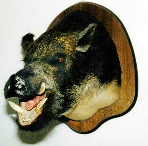 taxidermy hog mount