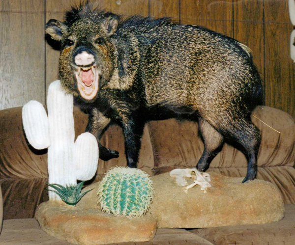 taxidermy hog
