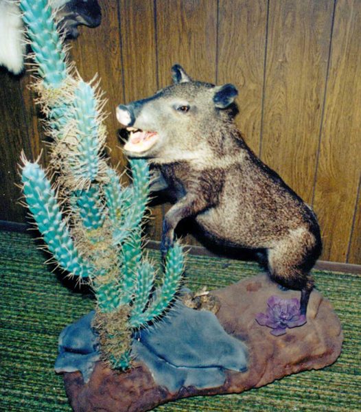 A taxidermy boar next to a cactus